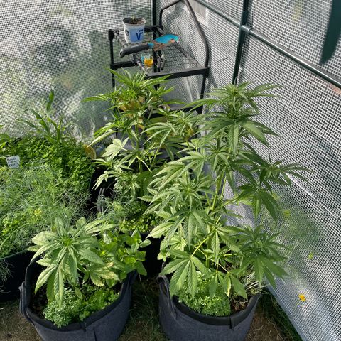 Hyperion F1 #1 growlog timeline photo