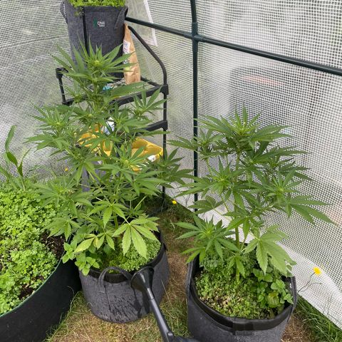 Hyperion F1 #1 growlog timeline photo
