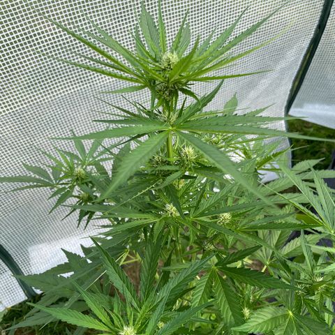 Hyperion F1 #1 growlog timeline photo