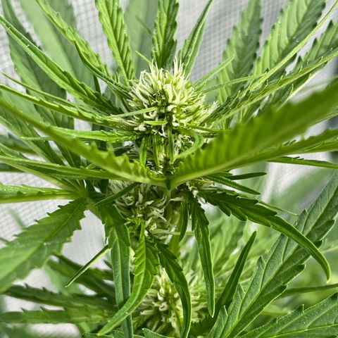 Hyperion F1 #1 growlog timeline photo