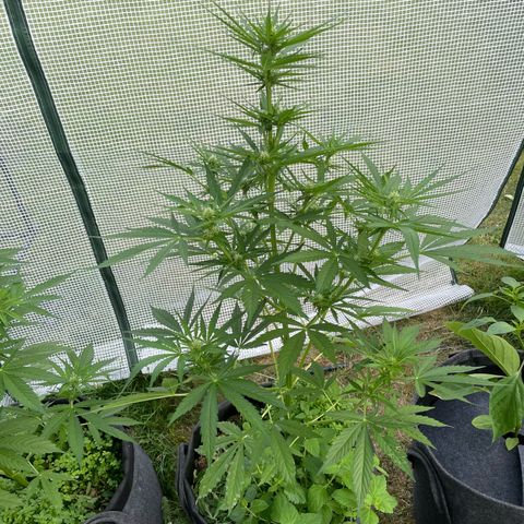 Hyperion F1 #1 growlog timeline photo