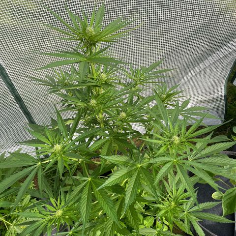 Hyperion F1 #1 growlog timeline photo
