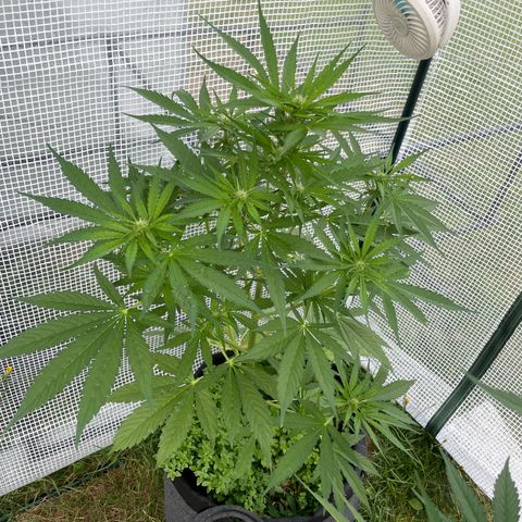 Hyperion F1 #2 growlog timeline photo