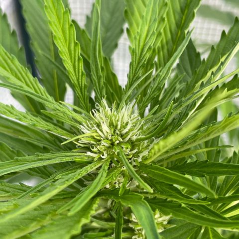 Hyperion F1 #2 growlog timeline photo