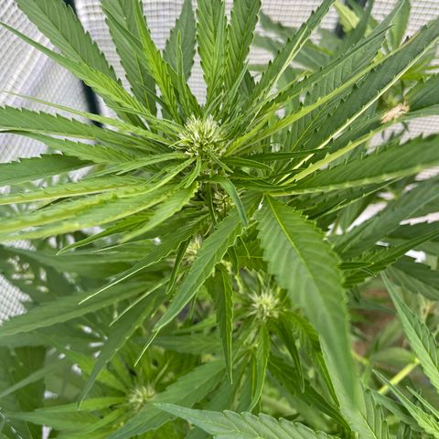 Hyperion F1 #2 growlog timeline photo