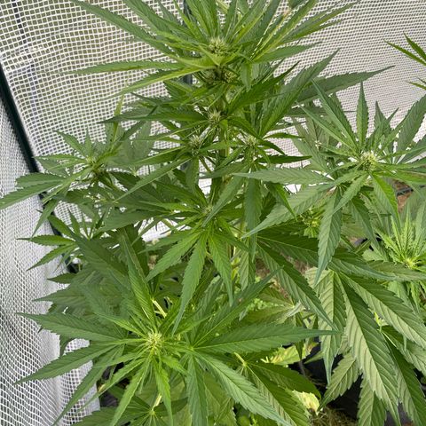 Hyperion F1 #2 growlog timeline photo
