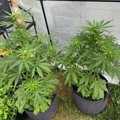 Hyperion F1 #1 growlog timeline photo