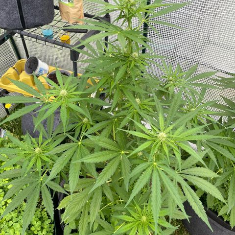 Hyperion F1 #1 growlog timeline photo