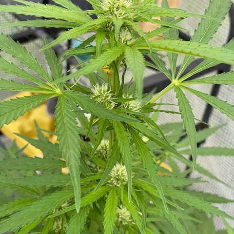 Hyperion F1 #1 growlog timeline photo