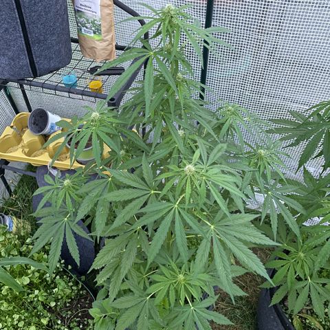 Hyperion F1 #1 growlog timeline photo