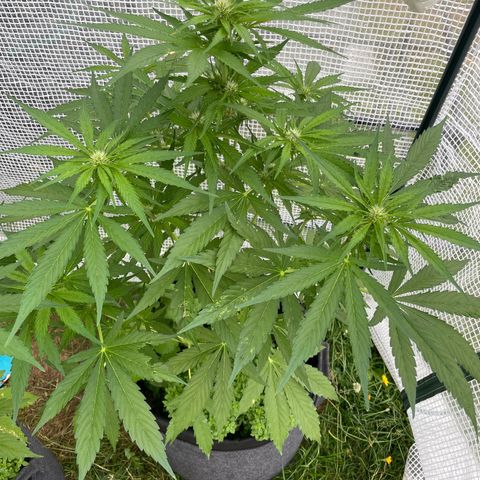 Hyperion F1 #1 growlog timeline photo