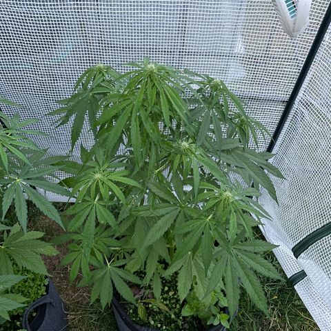 Hyperion F1 #1 growlog timeline photo