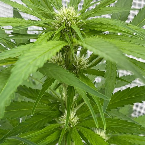 Hyperion F1 #1 growlog timeline photo