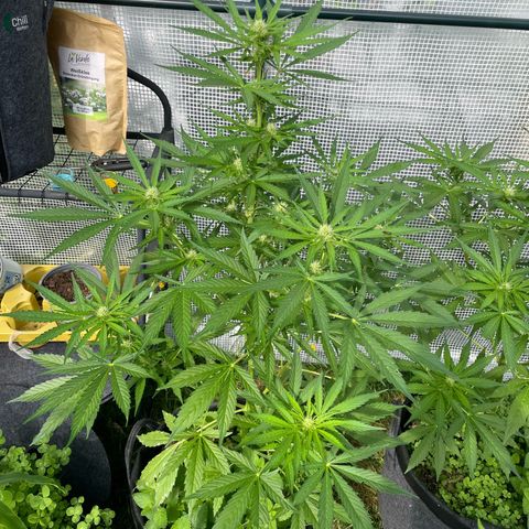 Hyperion F1 #1 growlog timeline photo