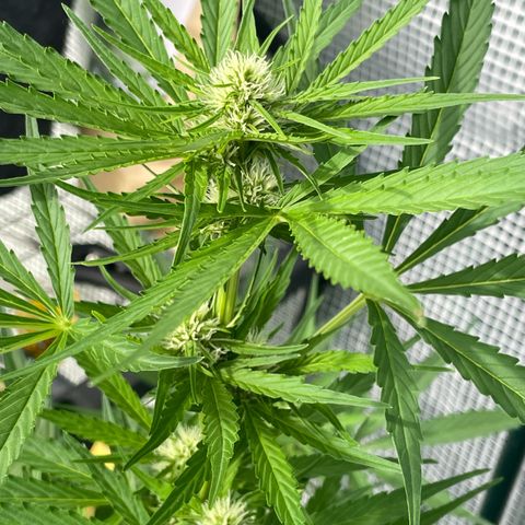 Hyperion F1 #1 growlog timeline photo