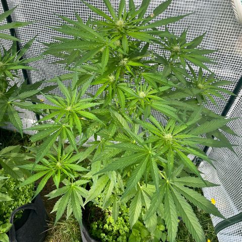 Hyperion F1 #2 growlog timeline photo