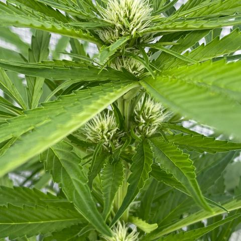 Hyperion F1 #2 growlog timeline photo