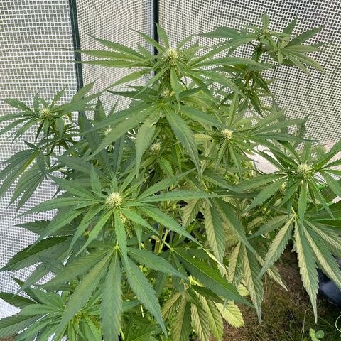 Hyperion F1 #2 growlog timeline photo