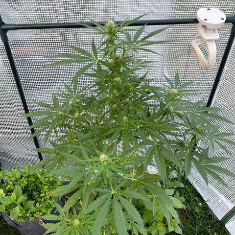 Hyperion F1 #1 growlog timeline photo