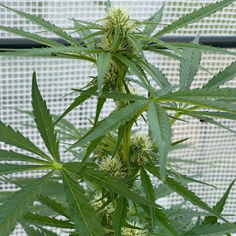 Hyperion F1 #1 growlog timeline photo