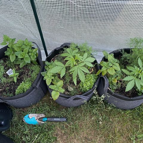 Hyperion F1 #1 growlog timeline photo