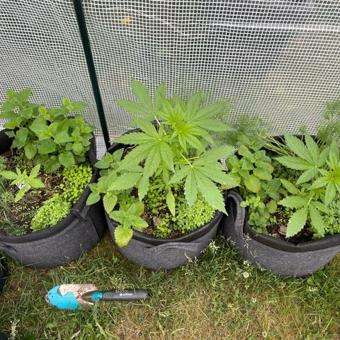Hyperion F1 #1 growlog timeline photo