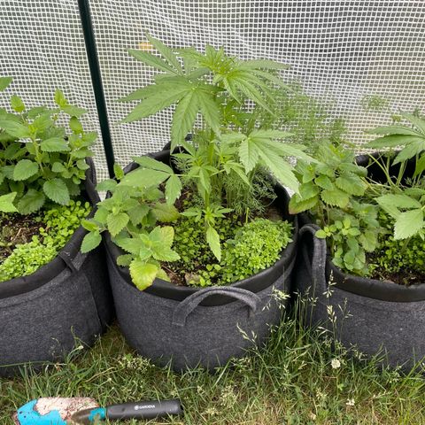 Hyperion F1 #1 growlog timeline photo