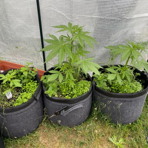 Hyperion F1 #1 growlog timeline photo