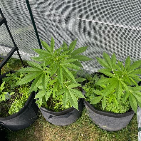 Hyperion F1 #1 growlog timeline photo