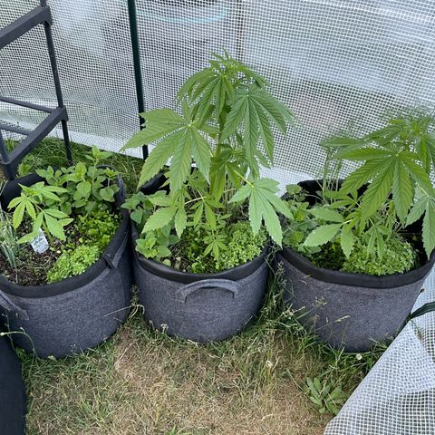Hyperion F1 #1 growlog timeline photo