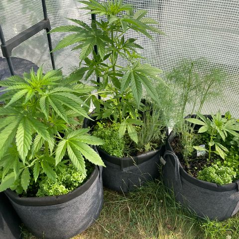 Hyperion F1 #1 growlog timeline photo