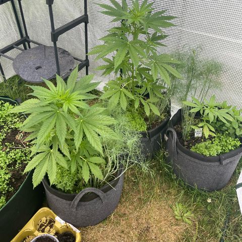 Hyperion F1 #1 growlog timeline photo