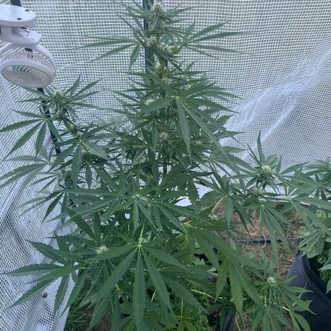 Hyperion F1 #1 growlog timeline photo