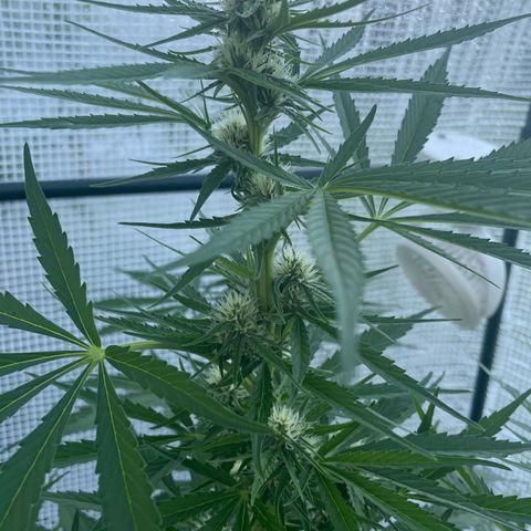 Hyperion F1 #1 growlog timeline photo