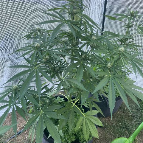 Hyperion F1 #2 growlog timeline photo