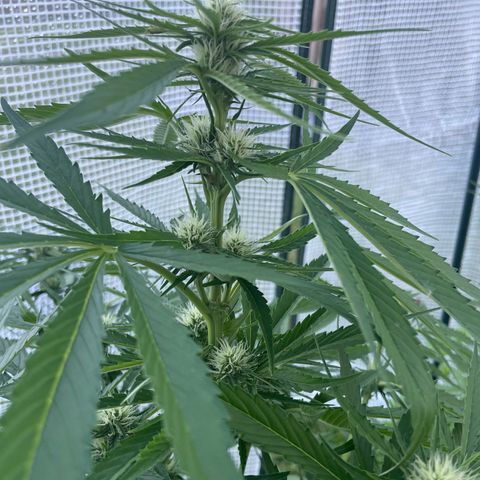 Hyperion F1 #2 growlog timeline photo