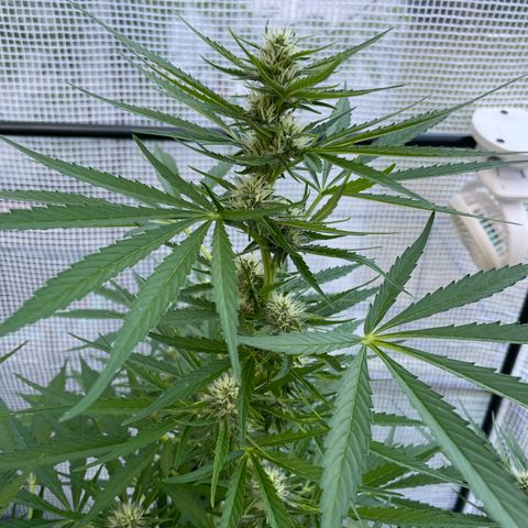 Hyperion F1 #1 growlog timeline photo