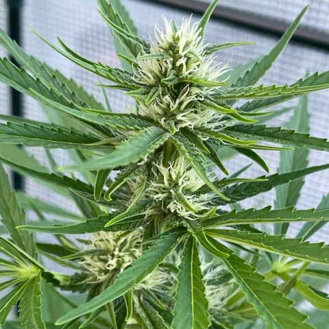 Hyperion F1 #1 growlog timeline photo