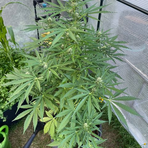 Hyperion F1 #1 growlog timeline photo