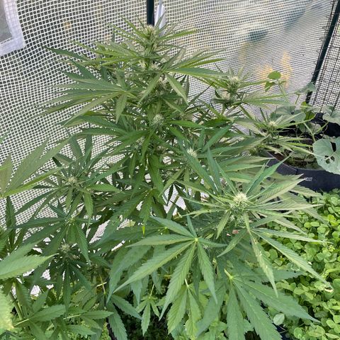 Hyperion F1 #2 growlog timeline photo