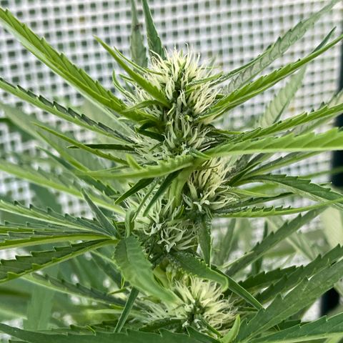 Hyperion F1 #2 growlog timeline photo