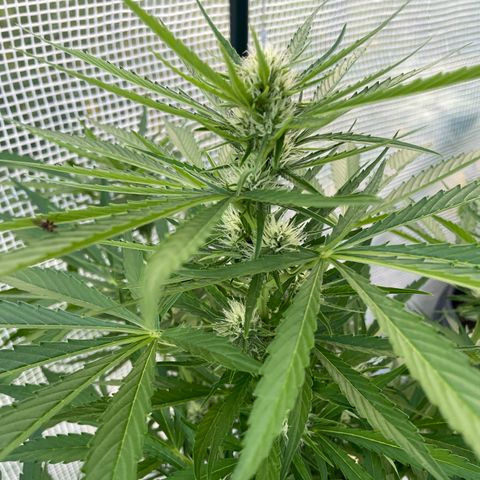 Hyperion F1 #2 growlog timeline photo