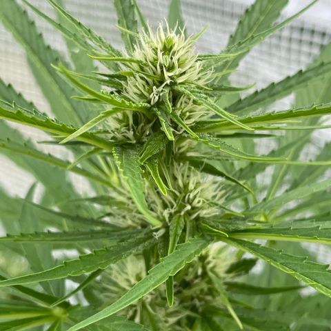 Hyperion F1 #2 growlog timeline photo