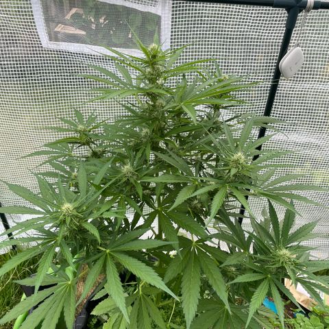 Hyperion F1 #2 growlog timeline photo