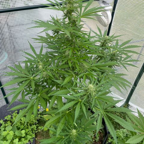 Hyperion F1 #1 growlog timeline photo