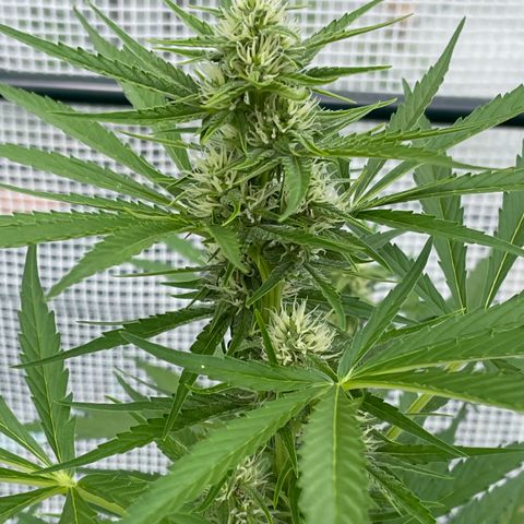 Hyperion F1 #1 growlog timeline photo