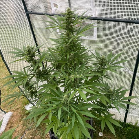 Hyperion F1 #1 growlog timeline photo
