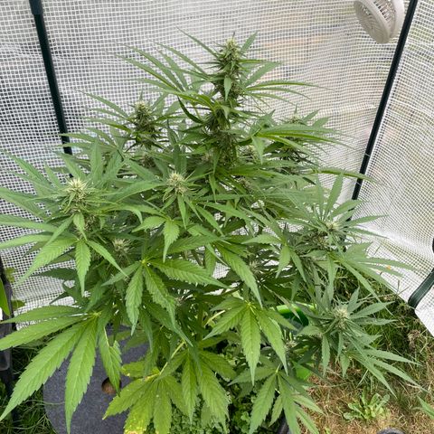 Hyperion F1 #2 growlog timeline photo