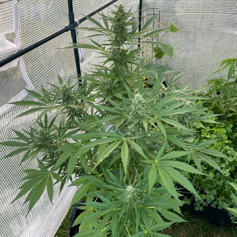 Hyperion F1 #1 growlog timeline photo