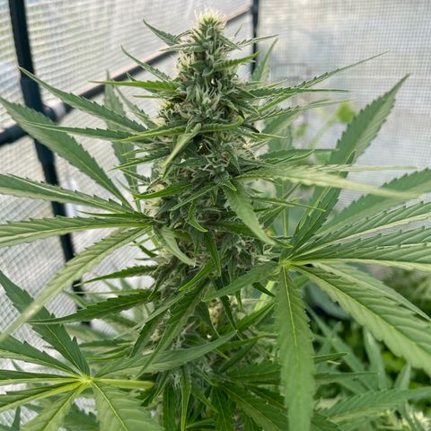 Hyperion F1 #1 growlog timeline photo